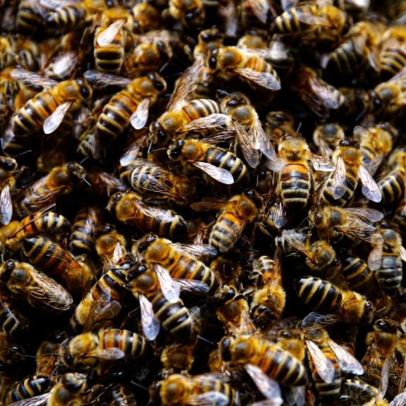 Bee Keeping/Epiculture