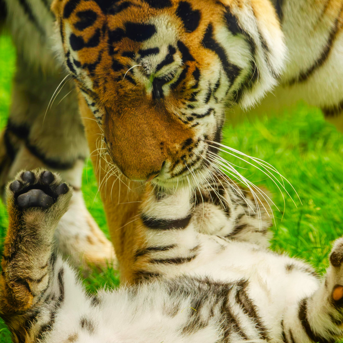 Wildlife populations have declined by an average of <span class="text-orange-50">69%</span> since 1970